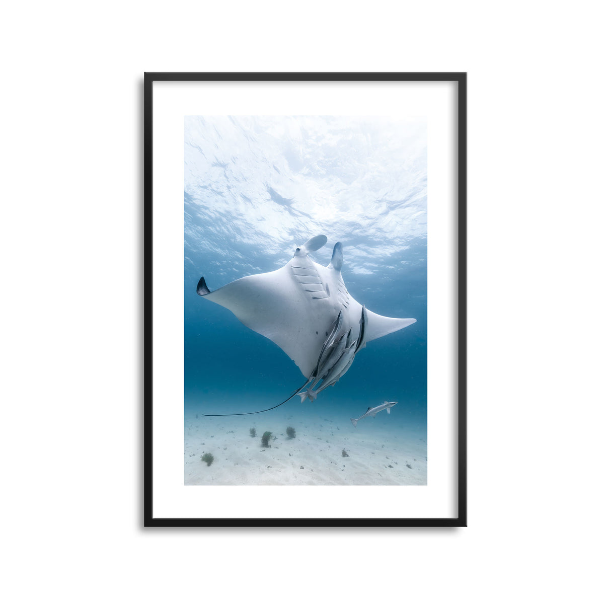 Styled preview in a black frame: Angel — manta ray viewed from below with accompanying fish.