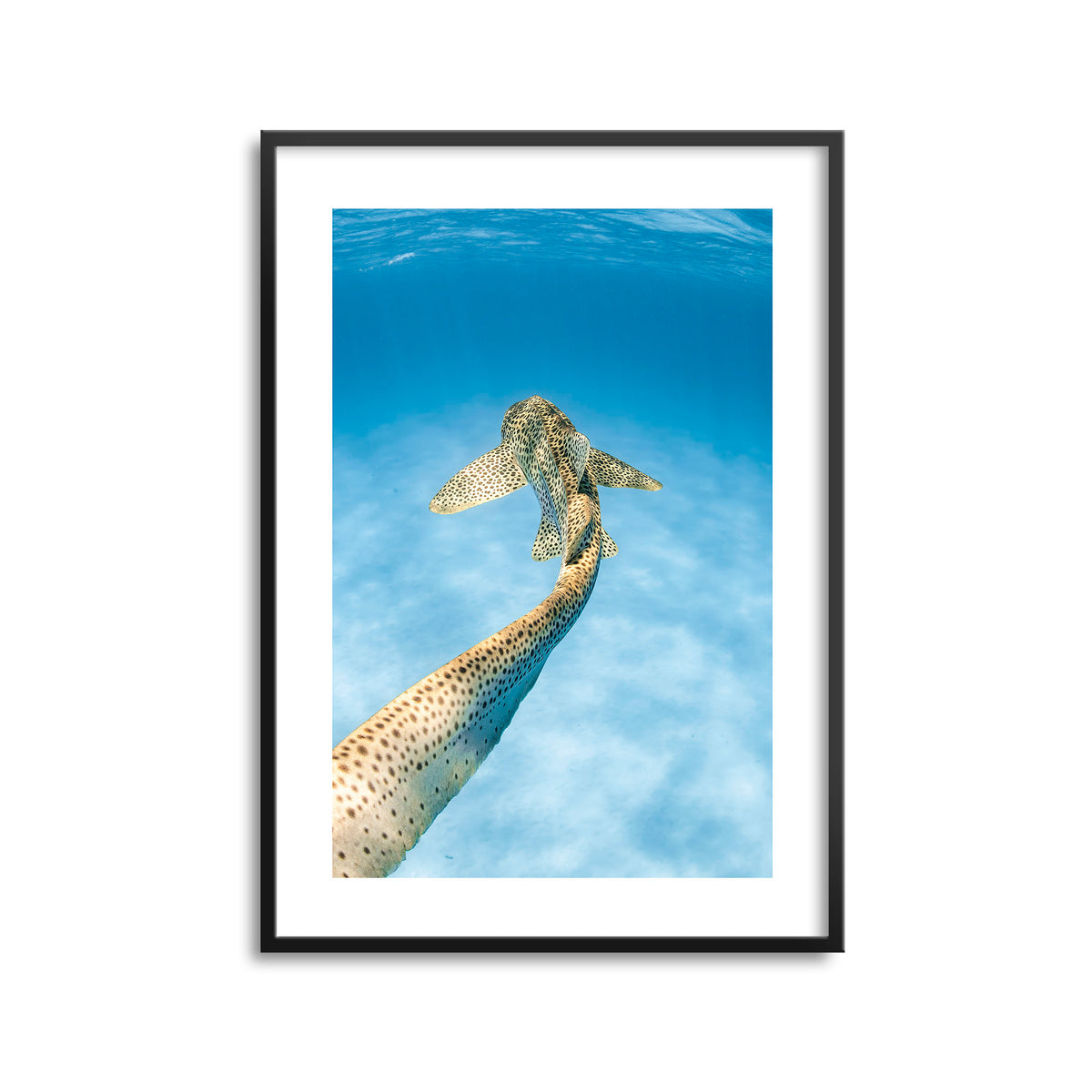 Styled preview in a black frame: Leopards tale — leopard shark swimming above a sandy seabed.