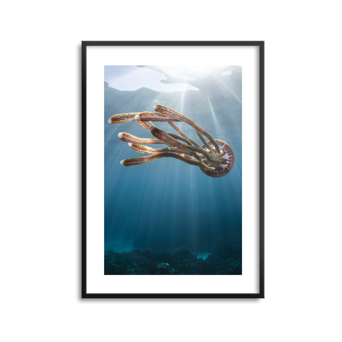 Styled preview in a black frame: Rasta jelly — jellyfish beneath shafts of sunlight.