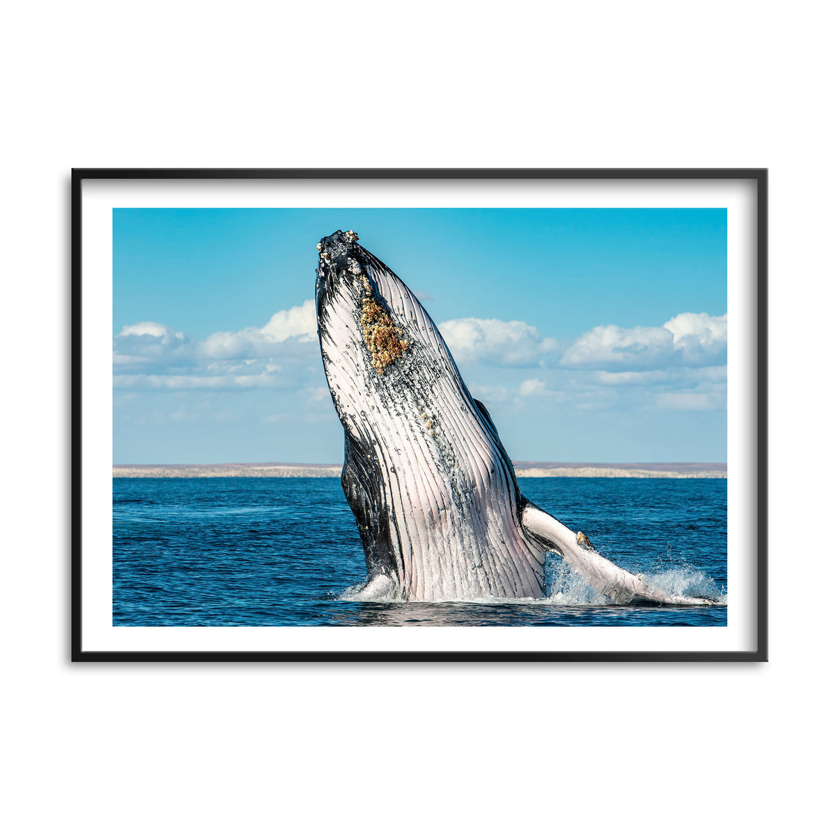 Styled preview in a black frame: Humpback Highway — humpback whale breaching above the sea.