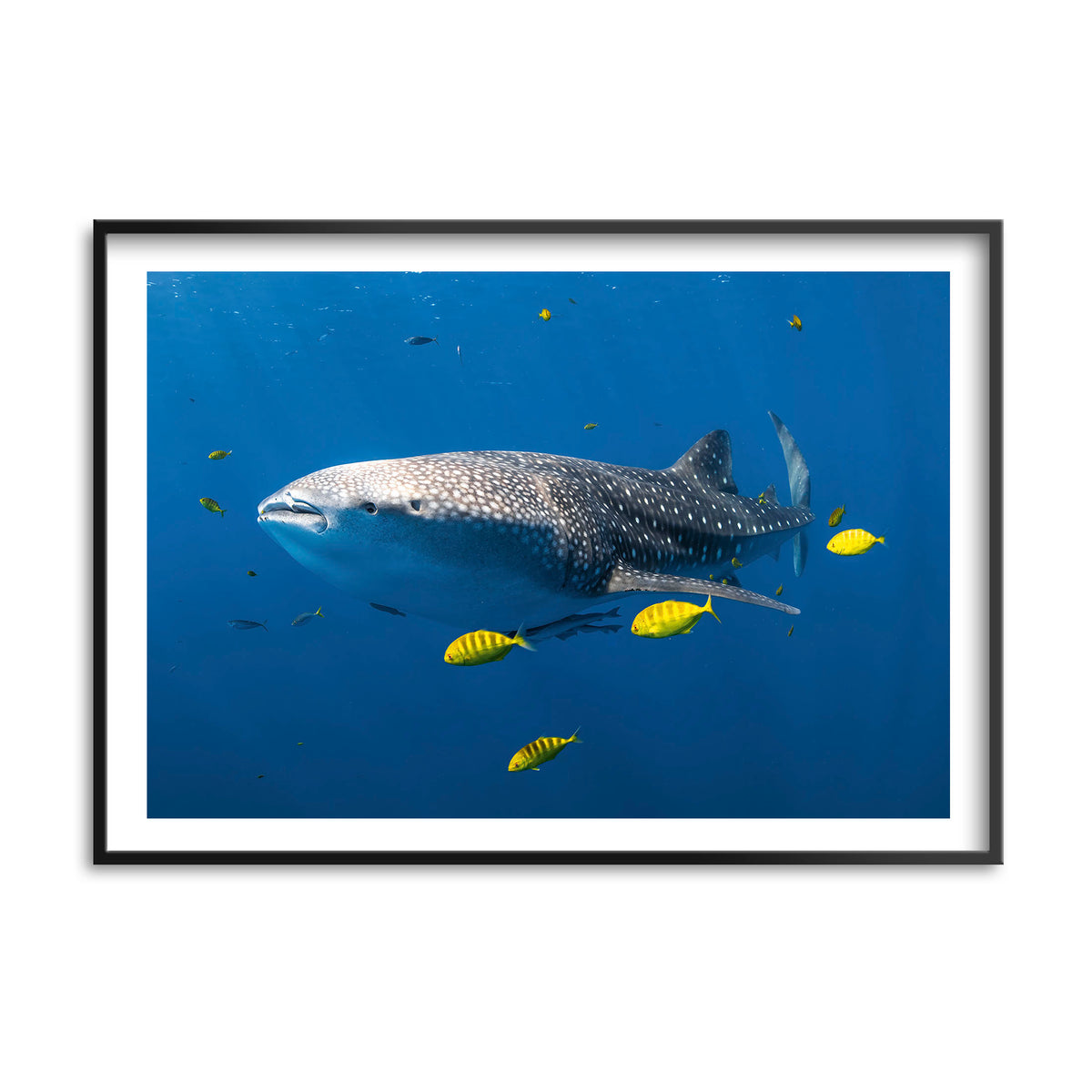 Styled preview in a black frame: Big fish little fish — whale shark accompanied by small yellow fish.