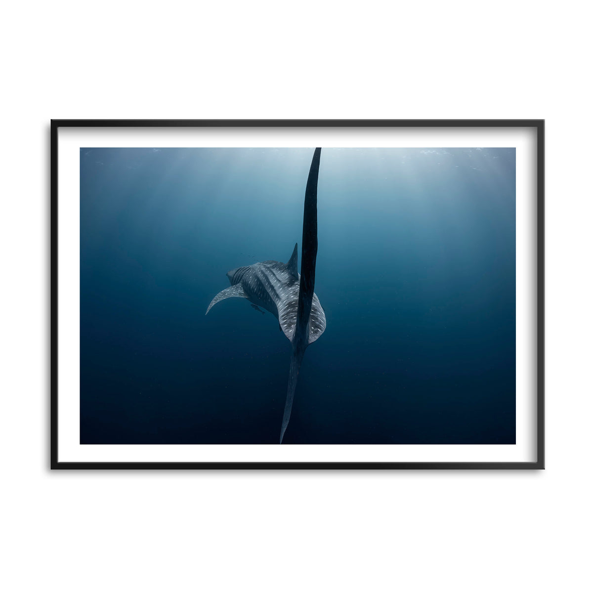 Styled preview in a black frame: A Sharks tale — whale shark tail beneath the ocean surface.