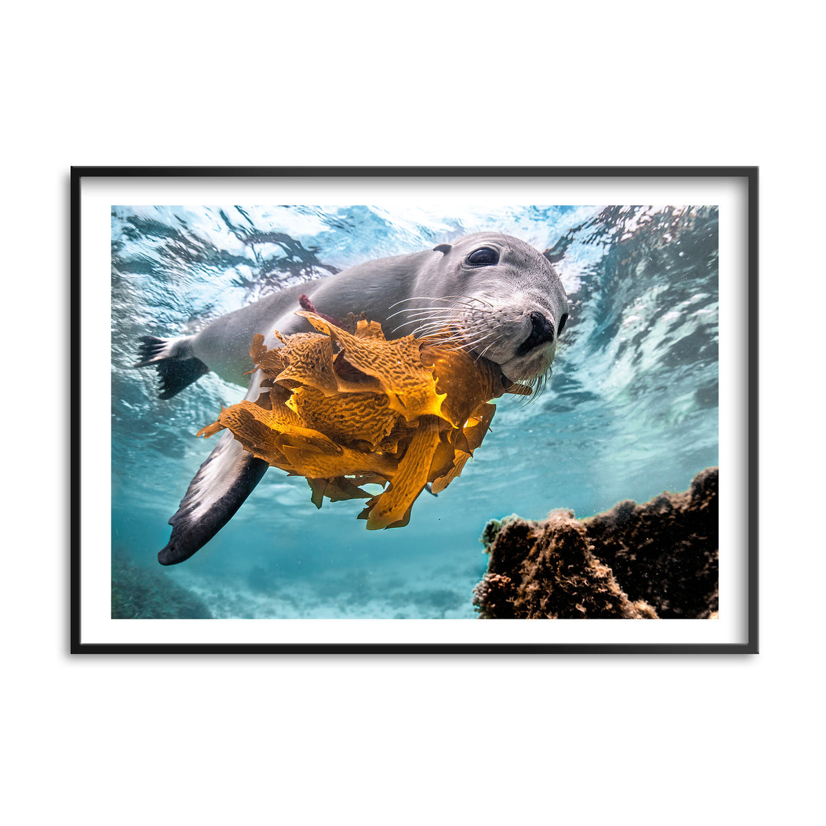 Styled preview in a black frame: Playtime — sea lion holding seaweed underwater.