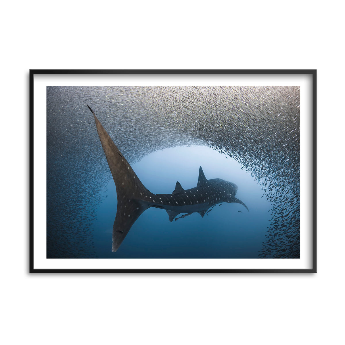 Styled preview in a black frame: Light at the end of the tunnel — whale shark passing through a dense school of fish.