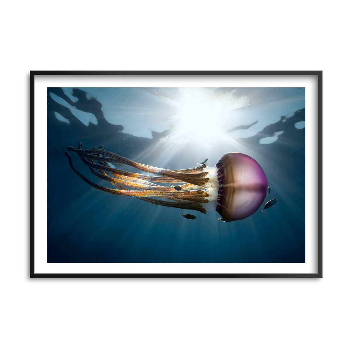 Styled preview in a black frame: Rasta Jelly III — jellyfish with long trailing tentacles.