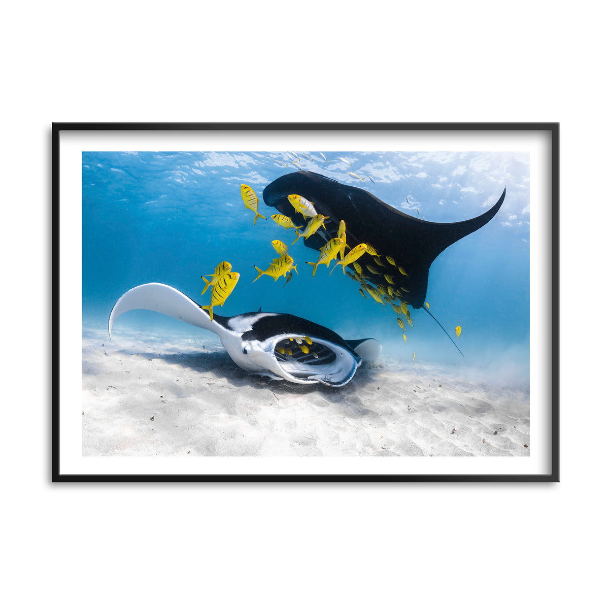 Styled preview in a black frame: Traffic — two manta rays and yellow fish above a sandy seabed.