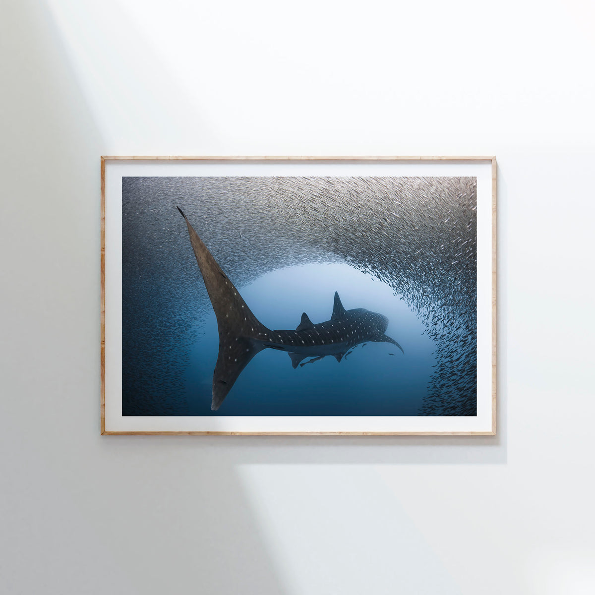 Styled preview in a wood frame on a wall: Light at the end of the tunnel — whale shark passing through a dense school of fish.
