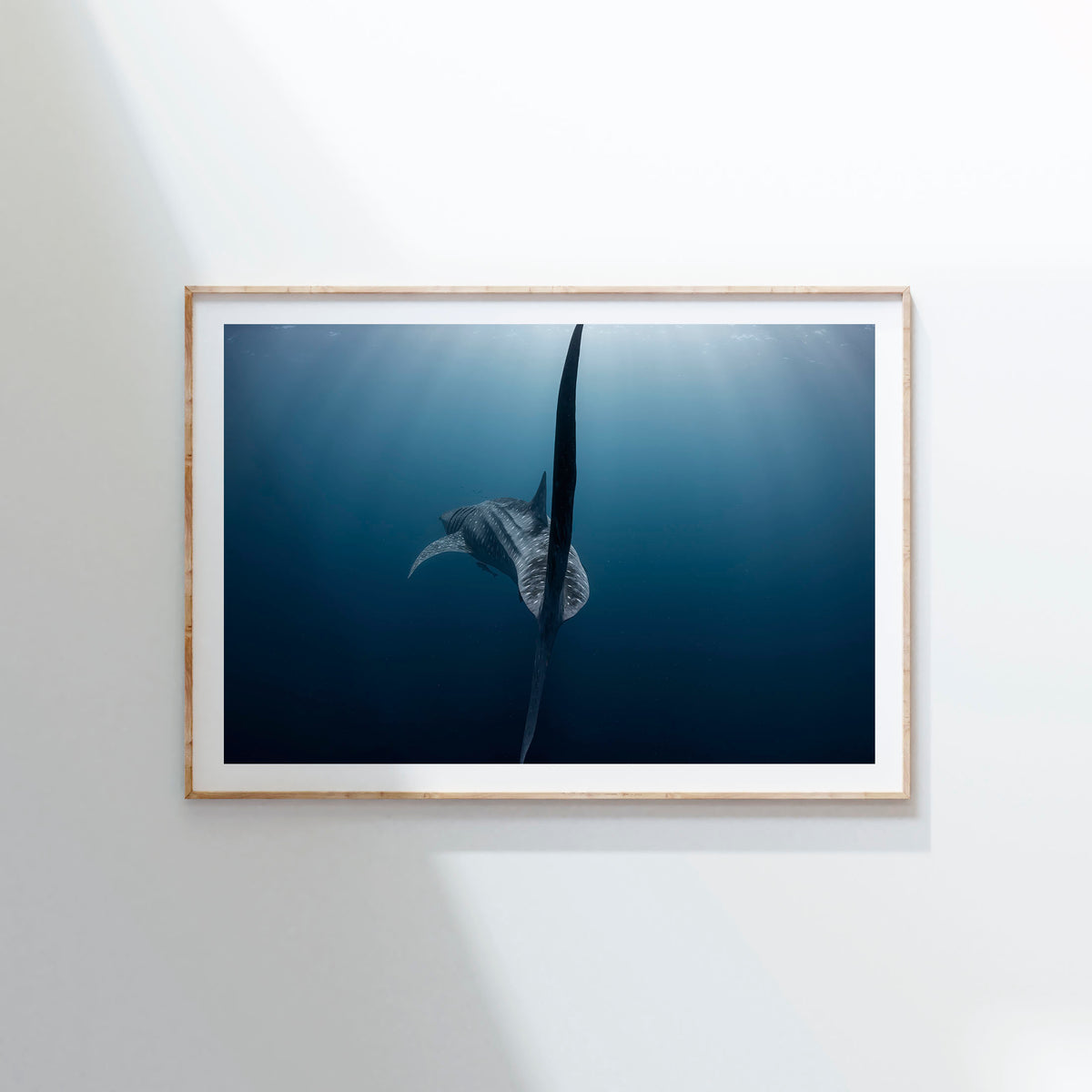 Styled preview in a wood frame on a wall: A Sharks tale — whale shark tail beneath the ocean surface.