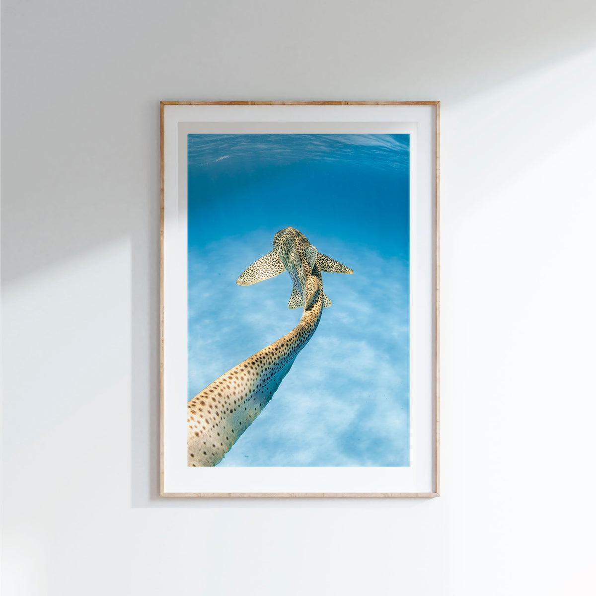 Styled preview in a wood frame on a wall: Leopards tale — leopard shark swimming above a sandy seabed.
