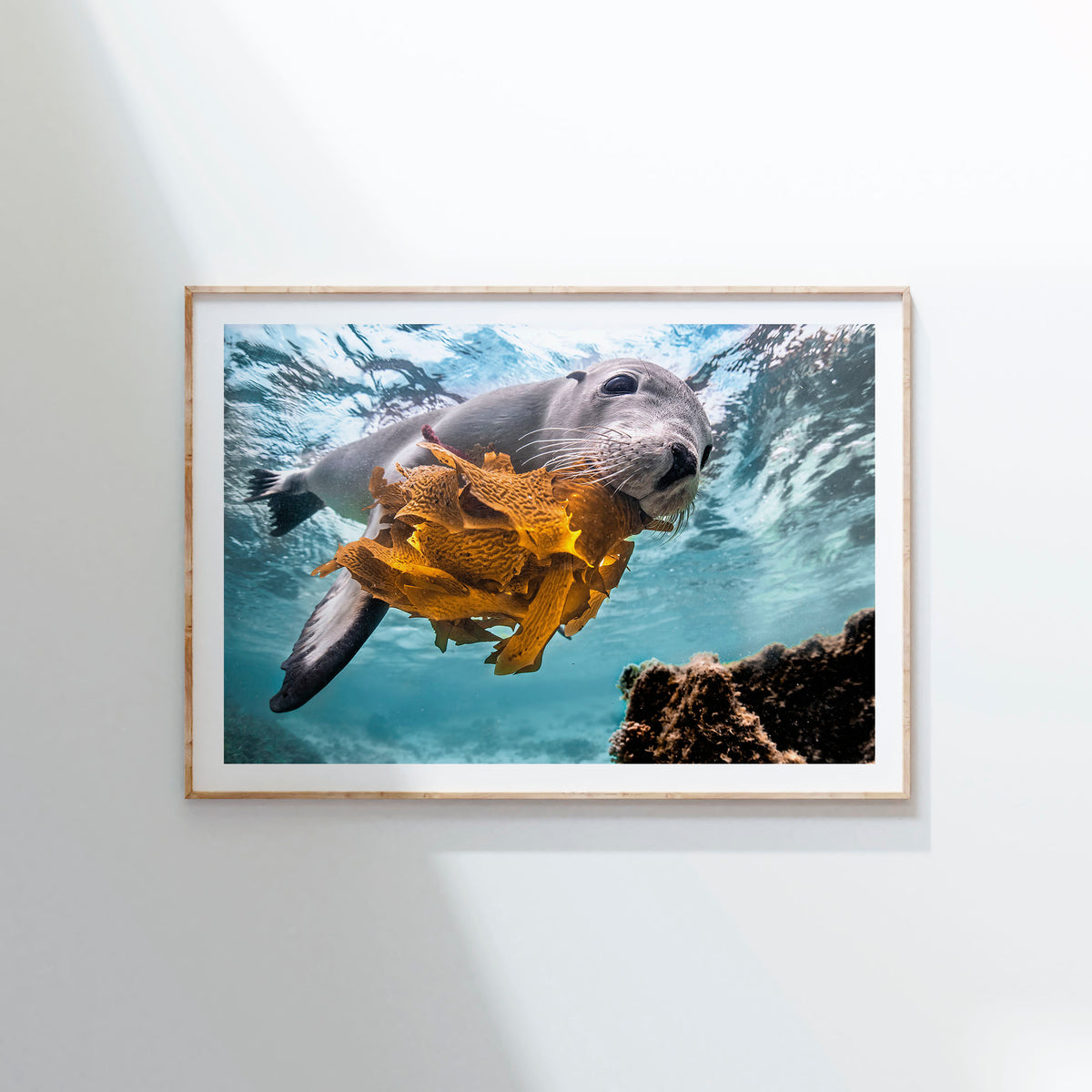 Styled preview in a wood frame on a wall: Playtime — sea lion holding seaweed underwater.