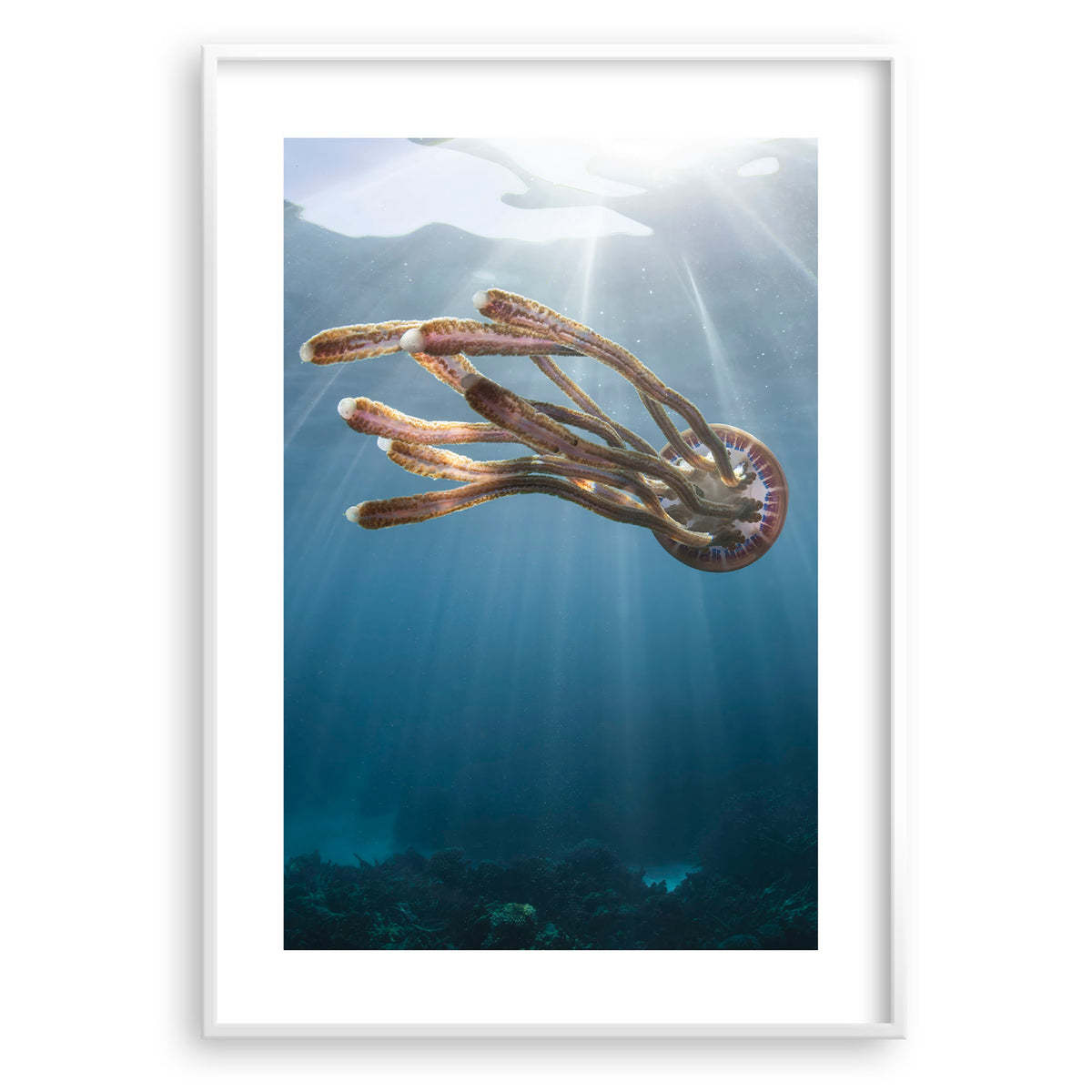 Styled preview in a white frame: Rasta jelly — jellyfish beneath shafts of sunlight.