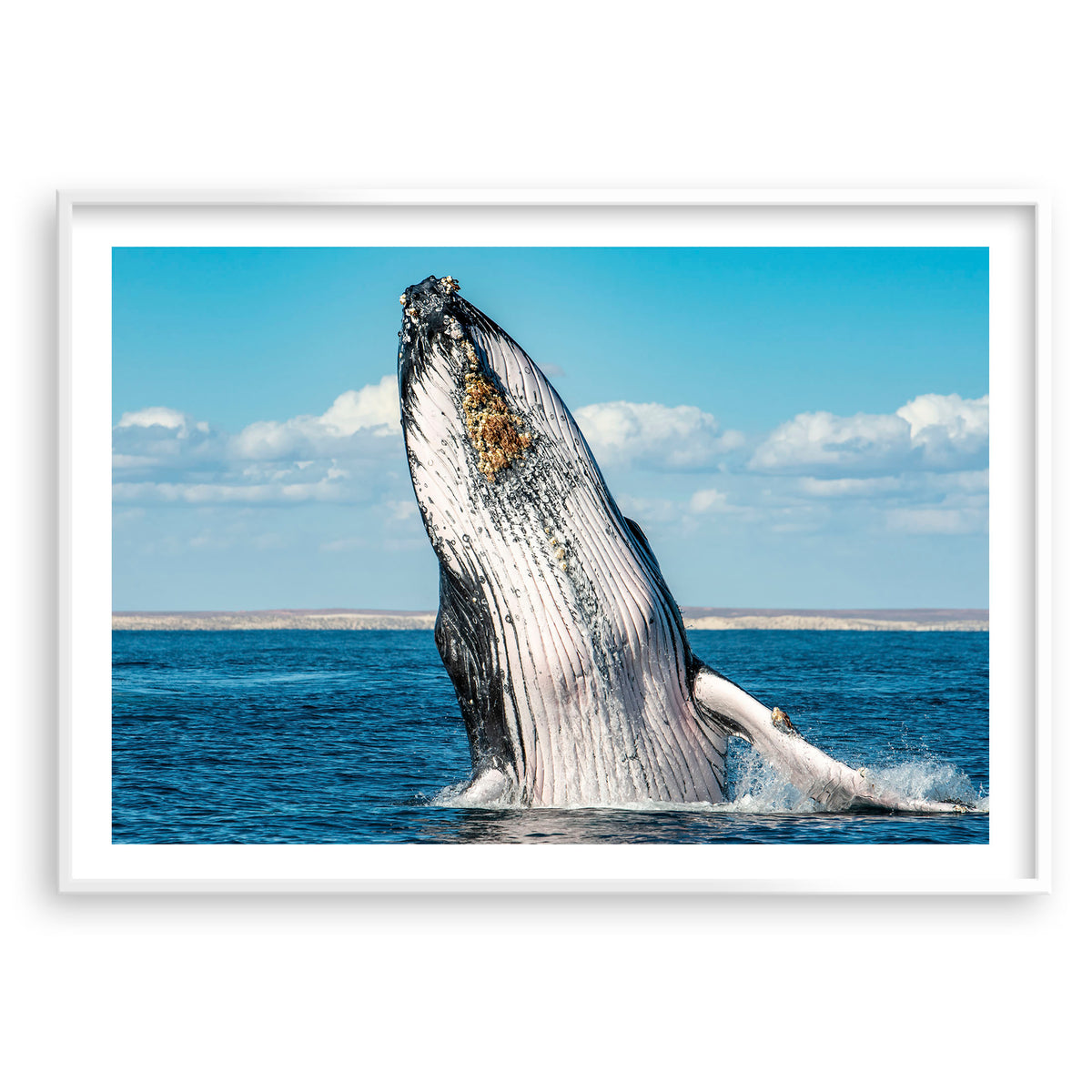 Styled preview in a white frame: Humpback Highway — humpback whale breaching above the sea.
