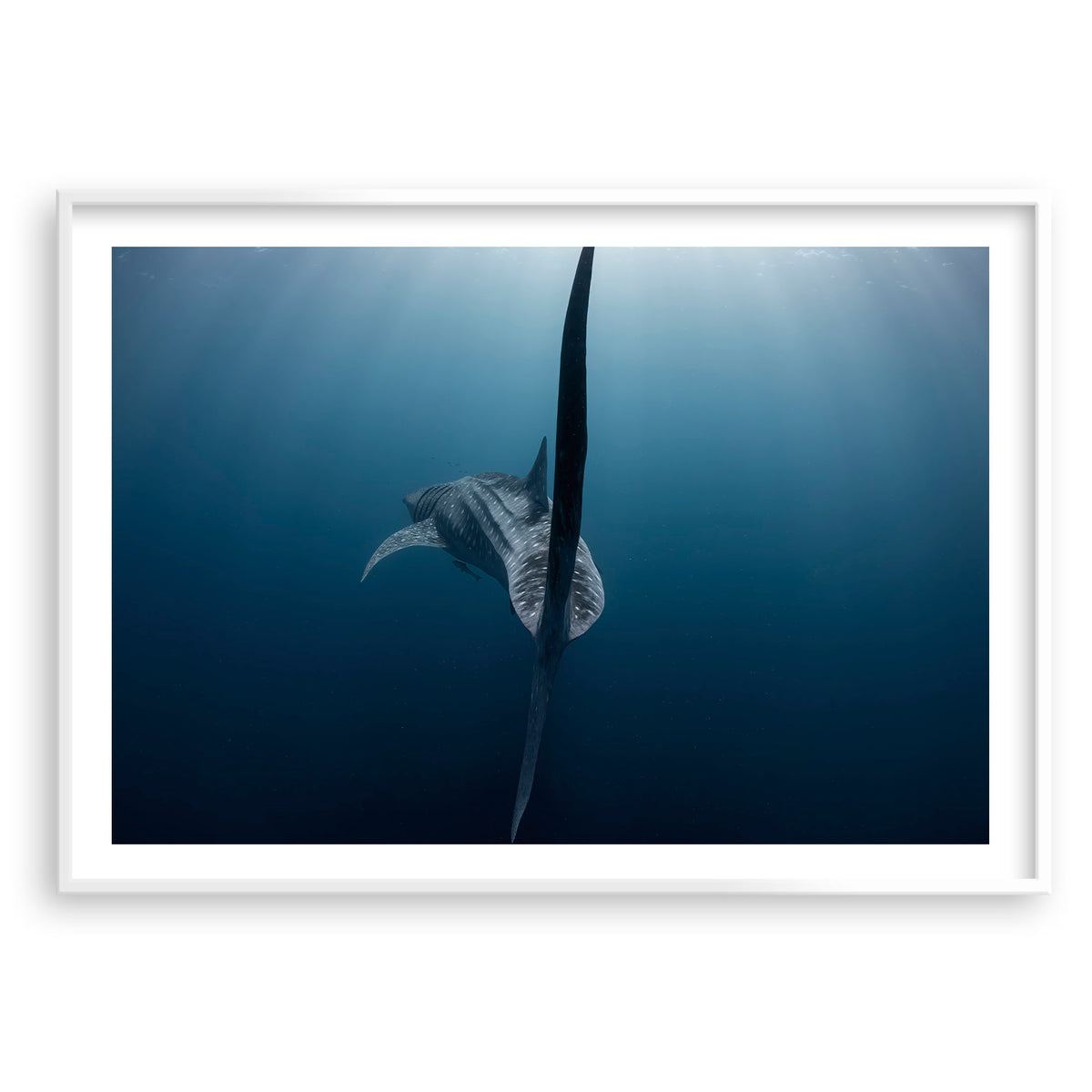 Styled preview in a white frame: A Sharks tale — whale shark tail beneath the ocean surface.