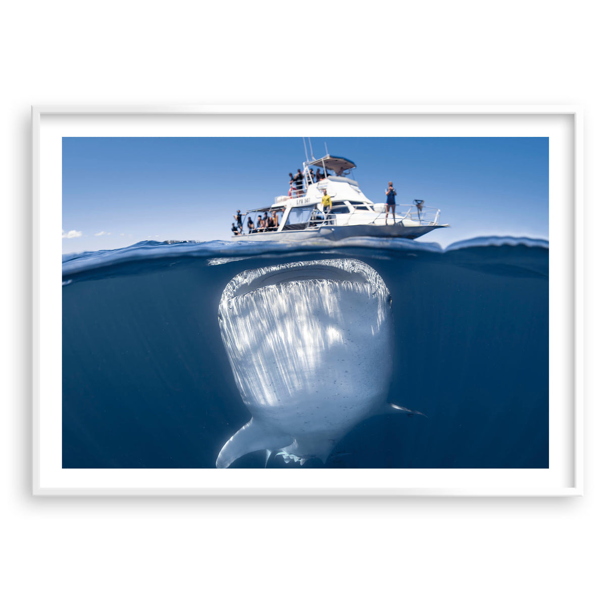 Styled preview in a white frame: We're gonna need a bigger boat — split-level view of a whale shark beneath a boat.
