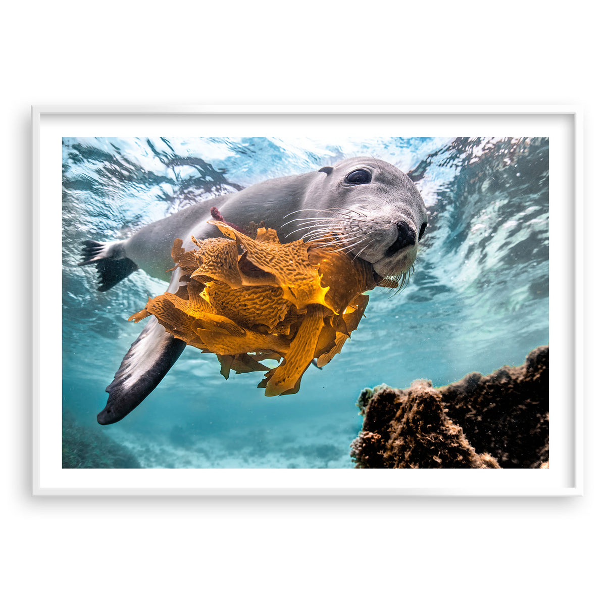 Styled preview in a white frame: Playtime — sea lion holding seaweed underwater.