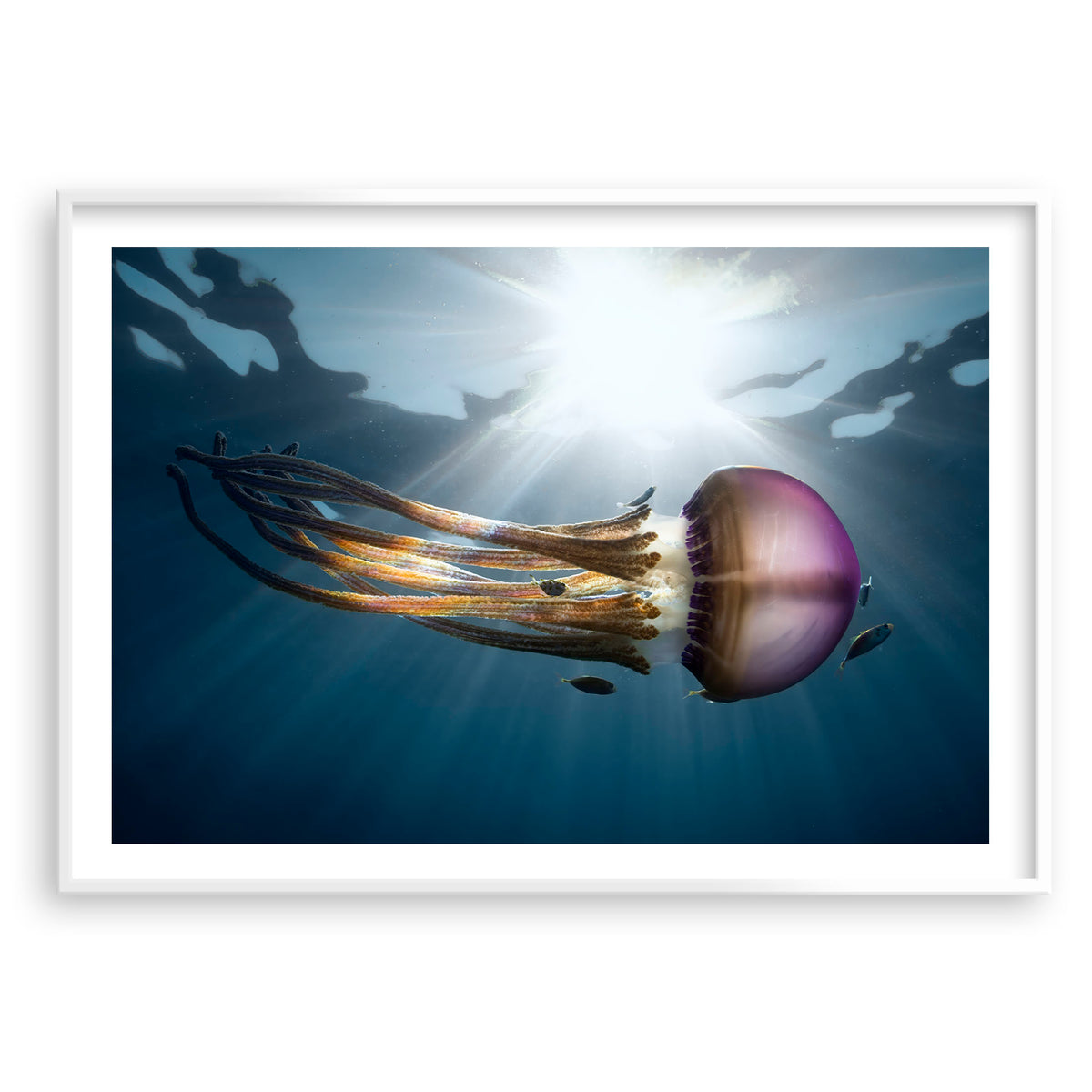 Styled preview in a white frame: Rasta Jelly III — jellyfish with long trailing tentacles.