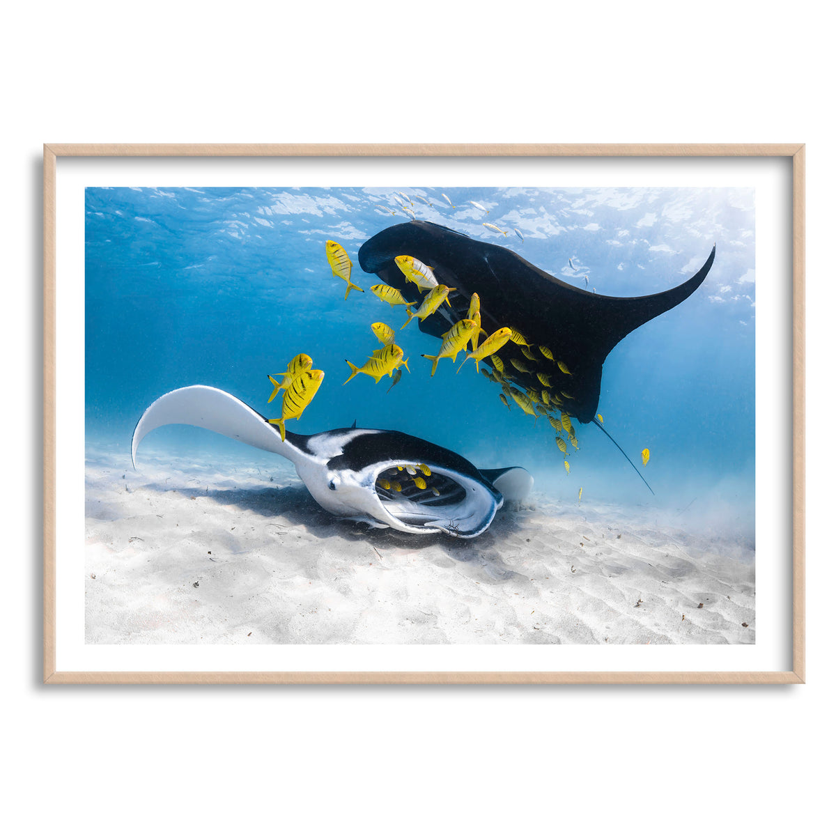 Styled preview in a wood frame: Traffic — two manta rays and yellow fish above a sandy seabed.