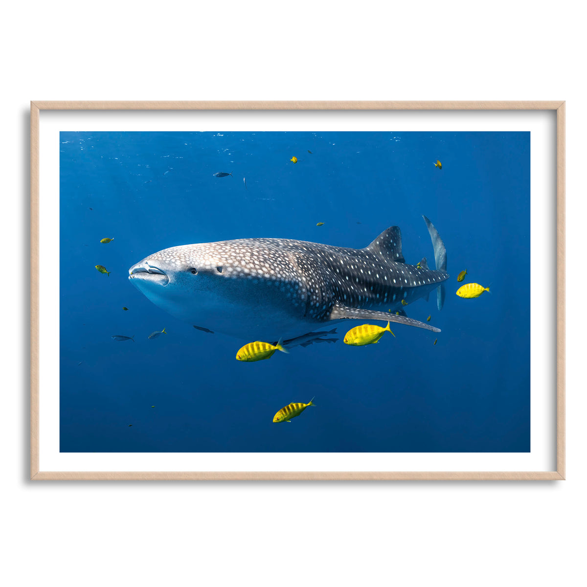 Styled preview in a wood frame: Big fish little fish — whale shark accompanied by small yellow fish.
