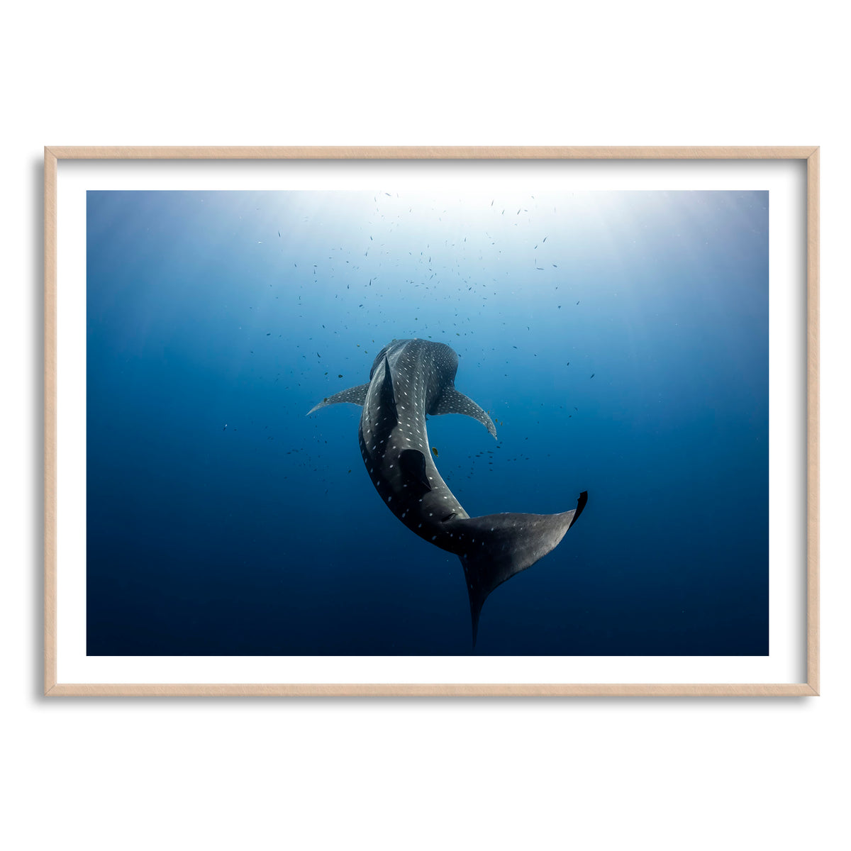 Styled preview in a wood frame: Towards the light — whale shark swimming towards sunlight.