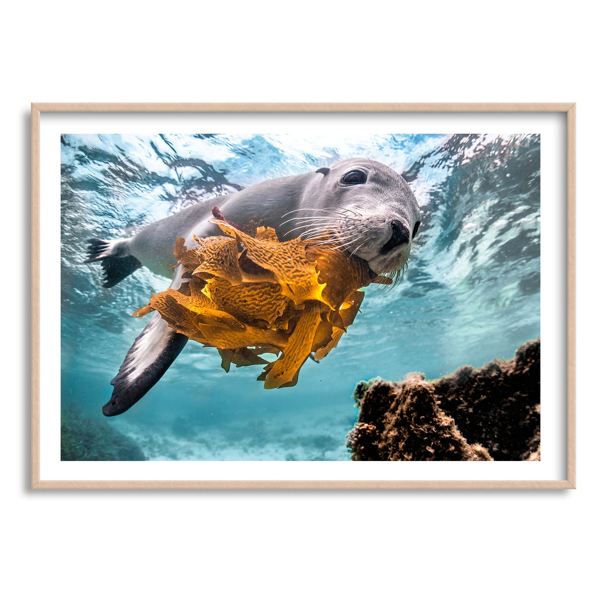 Styled preview in a wood frame: Playtime — sea lion holding seaweed underwater.