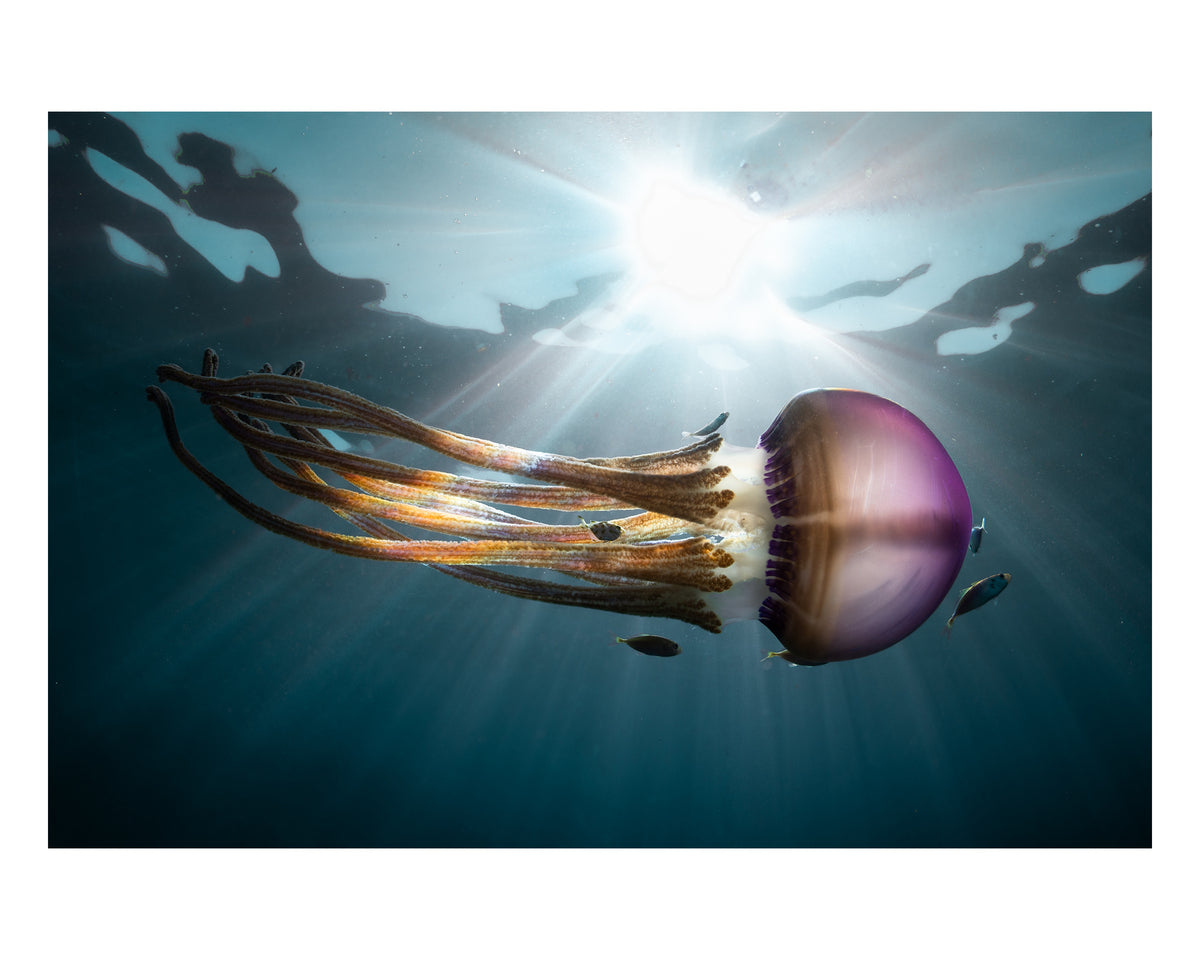 The Rasta Jelly