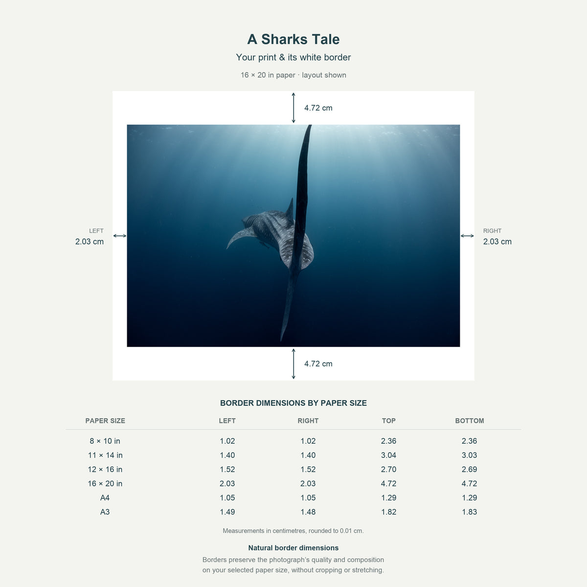 Border dimensions guide: A Sharks Tale. White-border measurements for 8x10 in, 11x14 in, 12x16 in, 16x20 in, A4 21x29.7 cm, A3 29.7x42 cm.