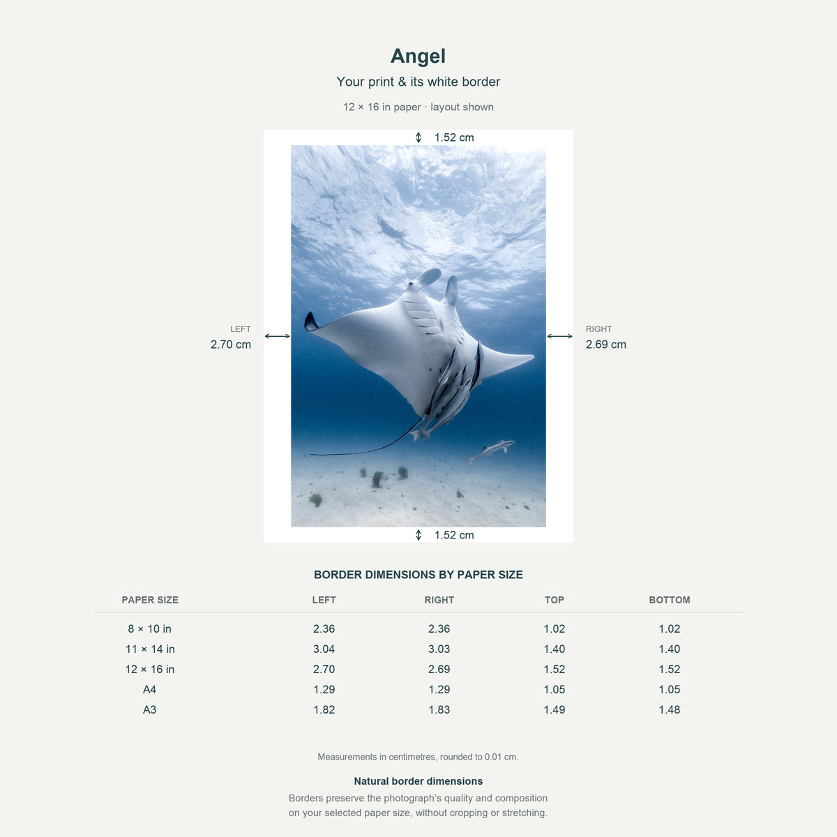 Border dimensions guide: Angel. White-border measurements for 8x10 in, 11x14 in, 12x16 in, A4 21x29.7 cm, A3 29.7x42 cm.