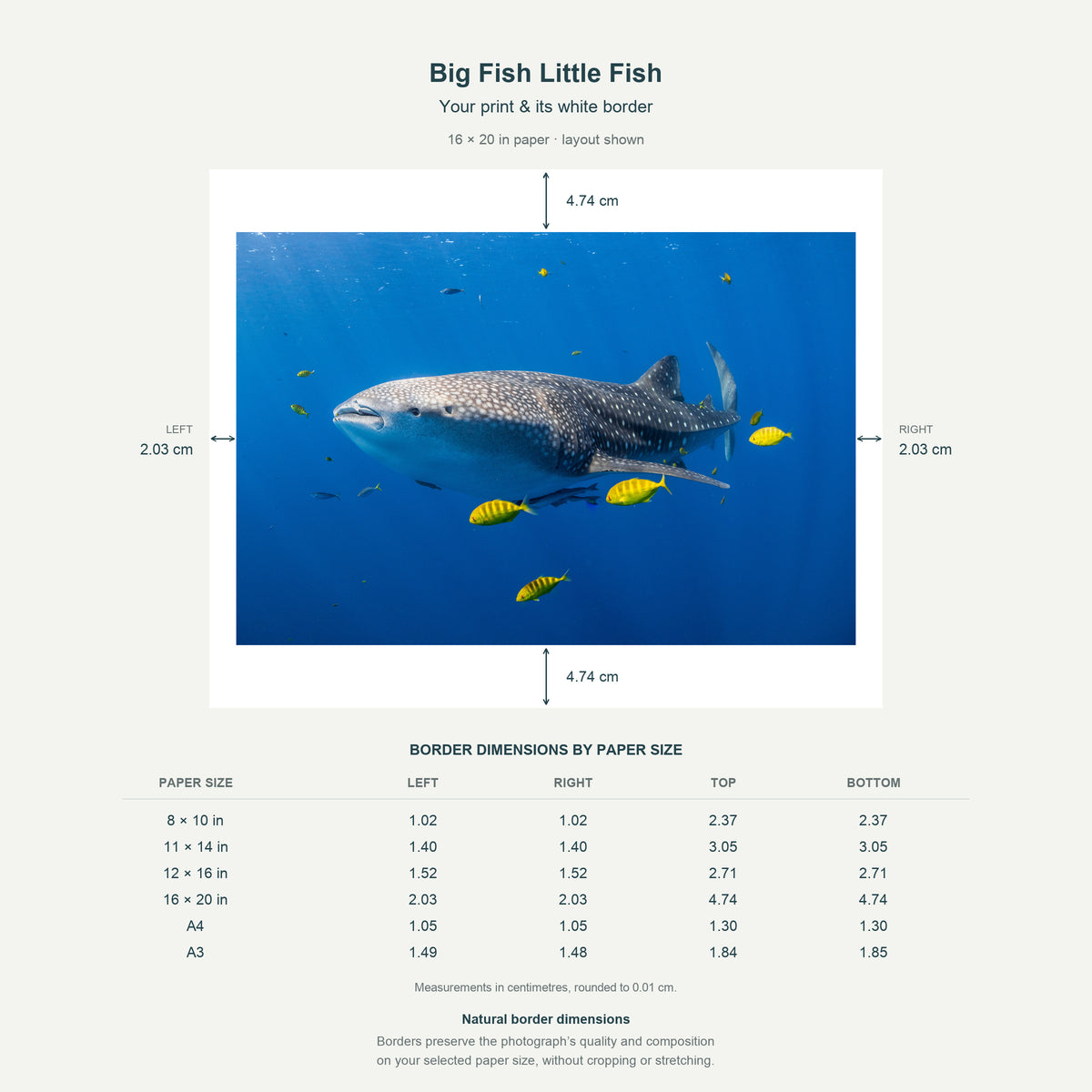 Border dimensions guide: Big Fish Little Fish. White-border measurements for 8x10 in, 11x14 in, 12x16 in, 16x20 in, A4 21x29.7 cm, A3 29.7x42 cm.