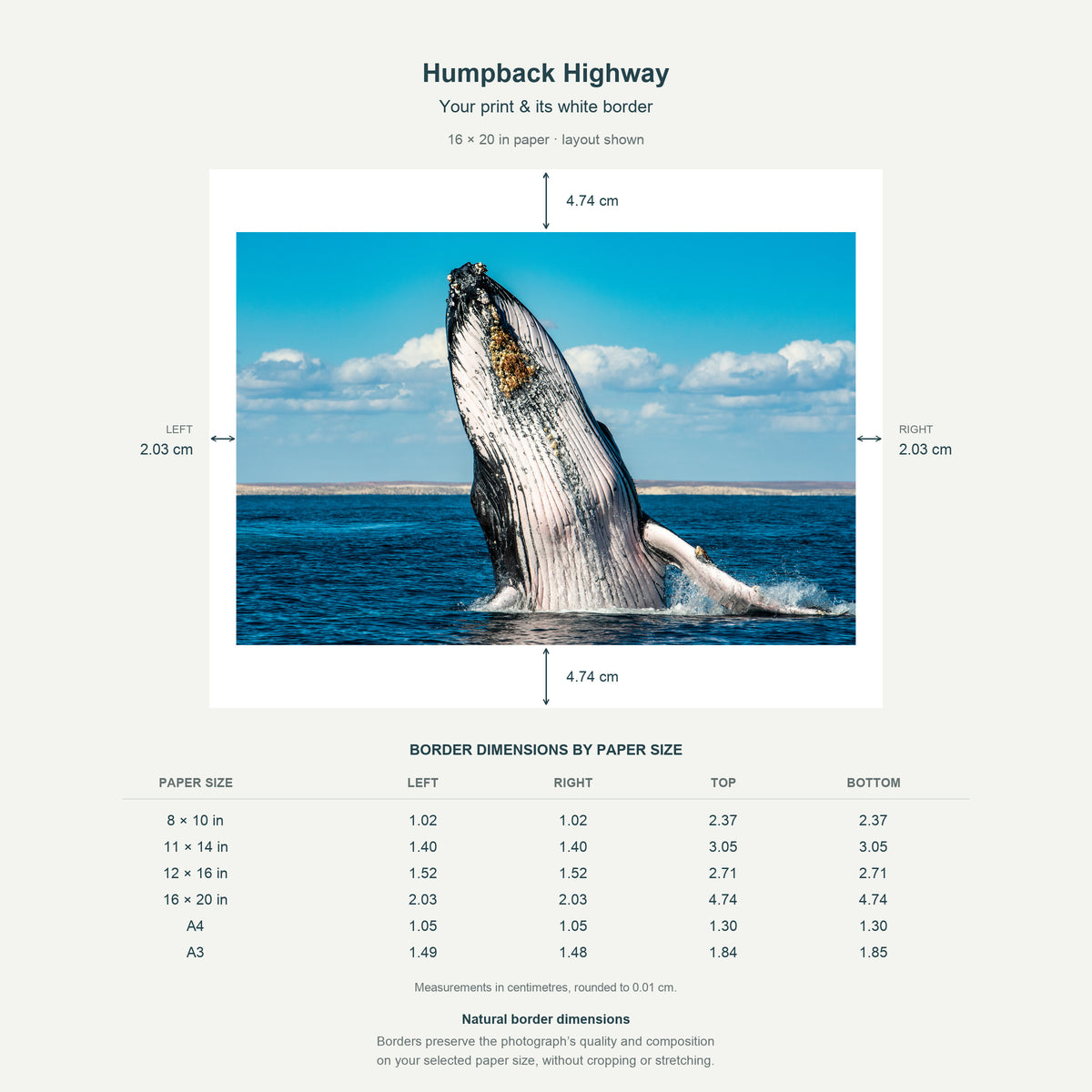 Border dimensions guide: Humpback Highway. White-border measurements for 8x10 in, 11x14 in, 12x16 in, 16x20 in, A4 21x29.7 cm, A3 29.7x42 cm.