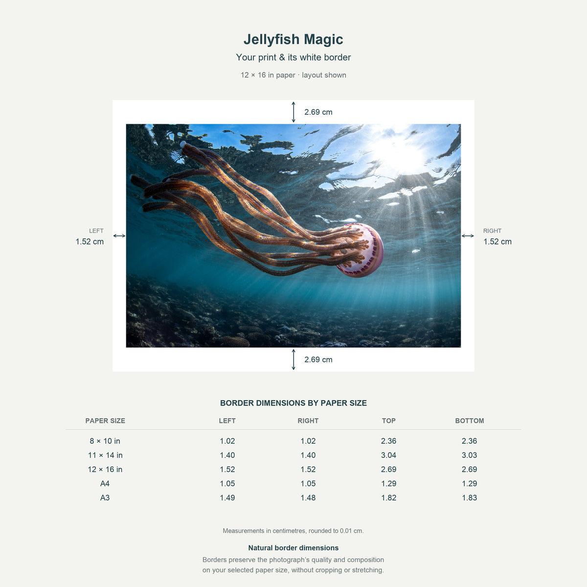 Border dimensions guide: Jellyfish Magic. White-border measurements for 8x10 in, 11x14 in, 12x16 in, A4 21x29.7 cm, A3 29.7x42 cm.