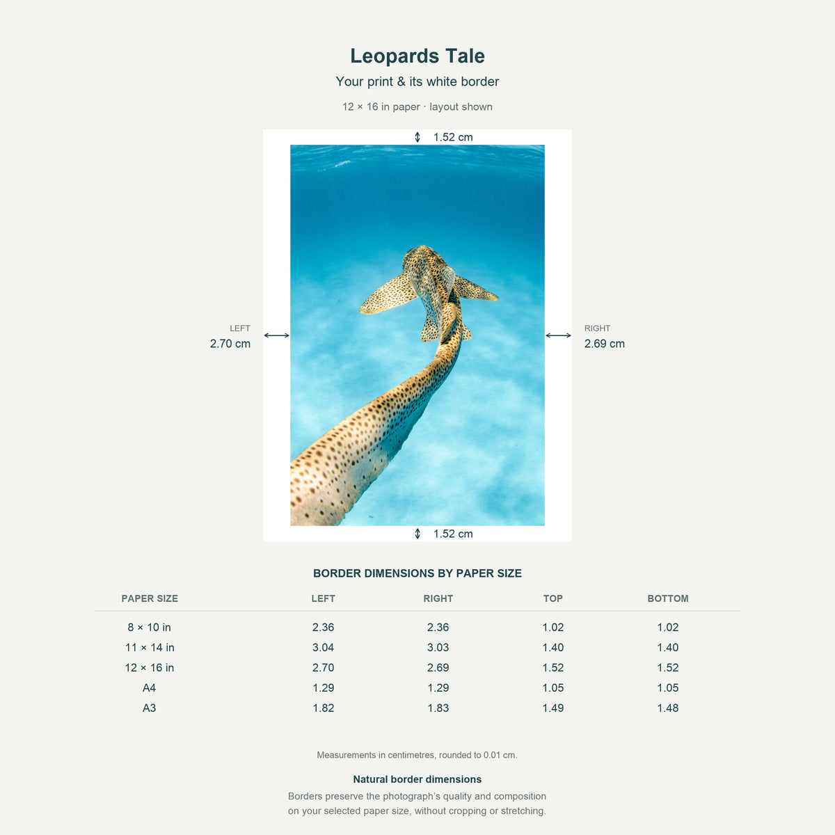 Border dimensions guide: Leopards Tale. White-border measurements for 8x10 in, 11x14 in, 12x16 in, A4 21x29.7 cm, A3 29.7x42 cm.