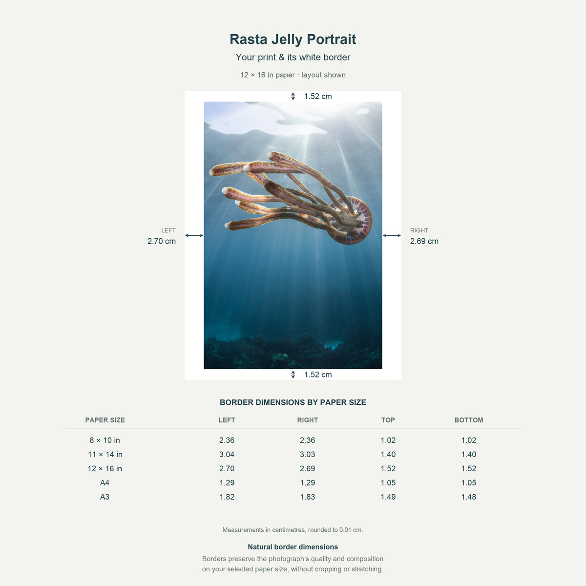 Border dimensions guide: Rasta Jelly Portrait. White-border measurements for 8x10 in, 11x14 in, 12x16 in, A4 21x29.7 cm, A3 29.7x42 cm.