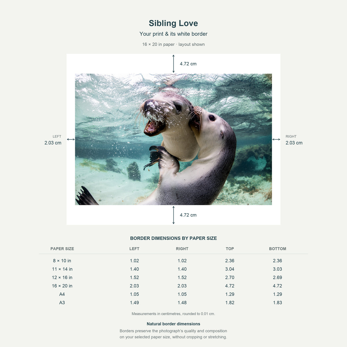 Border dimensions guide: Sibling Love. White-border measurements for 8x10 in, 11x14 in, 12x16 in, 16x20 in, A4 21x29.7 cm, A3 29.7x42 cm.