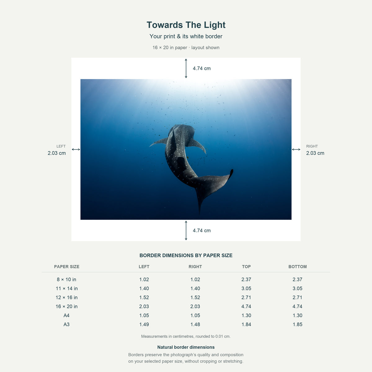 Border dimensions guide: Towards The Light. White-border measurements for 8x10 in, 11x14 in, 12x16 in, 16x20 in, A4 21x29.7 cm, A3 29.7x42 cm.