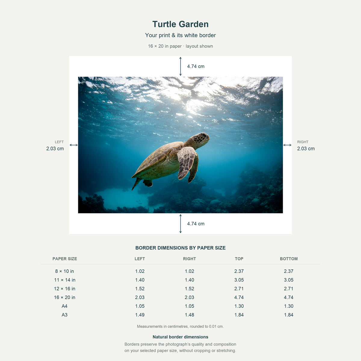 Border dimensions guide: Turtle Garden. White-border measurements for 8x10 in, 11x14 in, 12x16 in, 16x20 in, A4 21x29.7 cm, A3 29.7x42 cm.