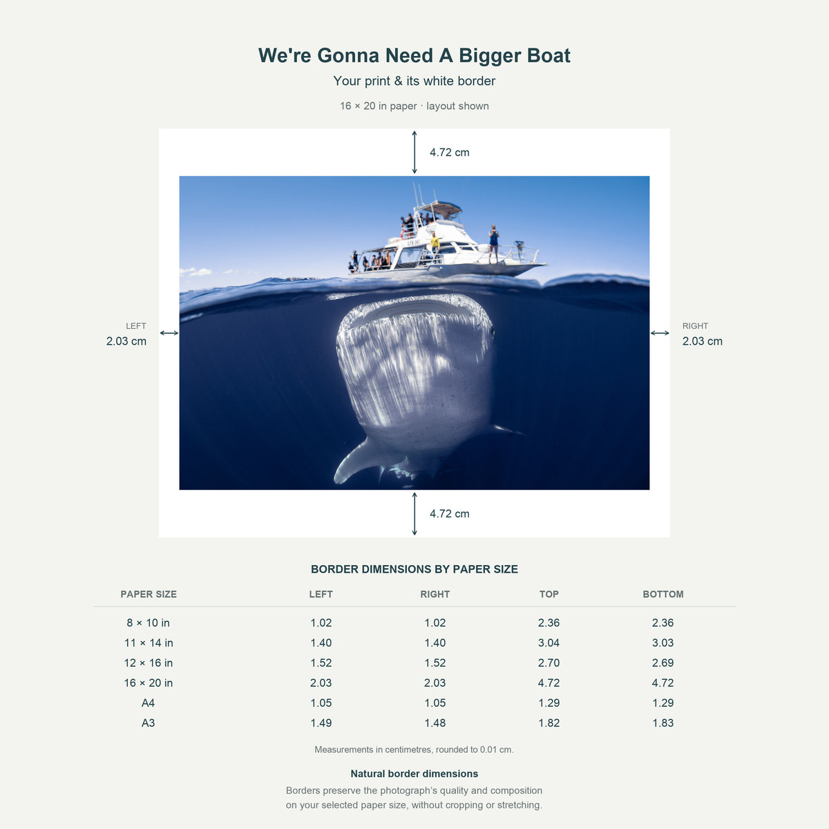 Border dimensions guide: We're Gonna Need A Bigger Boat. White-border measurements for 8x10 in, 11x14 in, 12x16 in, 16x20 in, A4 21x29.7 cm, A3 29.7x42 cm.