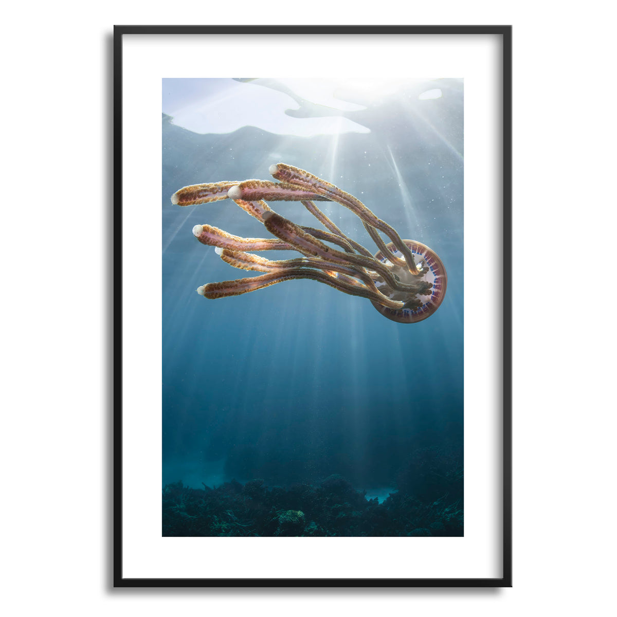 Styled preview in a black frame: Rasta jelly — jellyfish beneath shafts of sunlight.