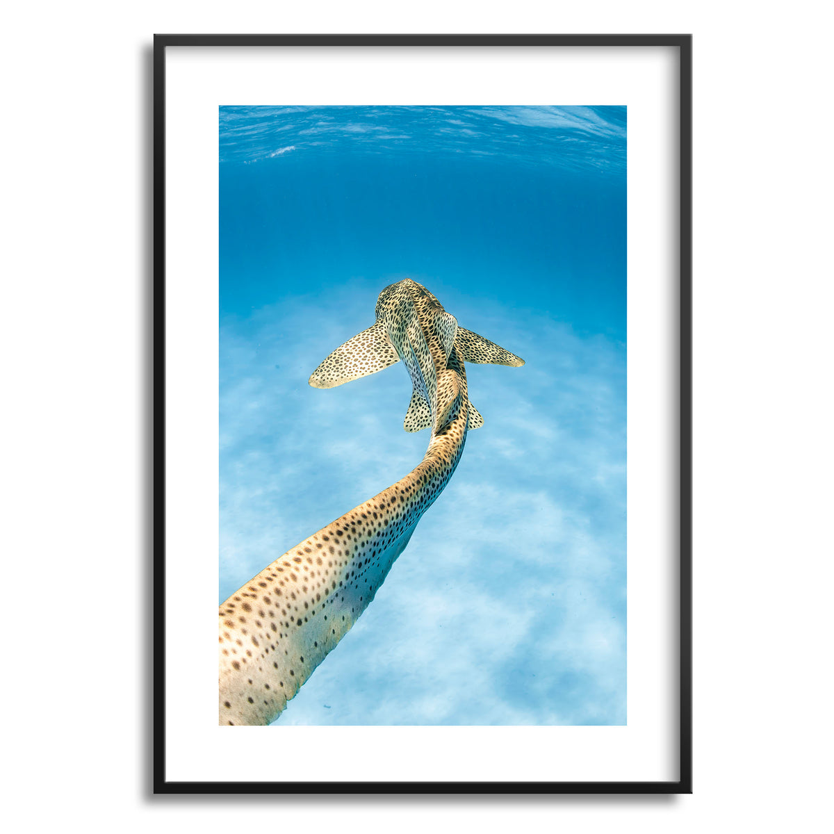 Styled preview in a black frame: Leopards tale — leopard shark swimming above a sandy seabed.