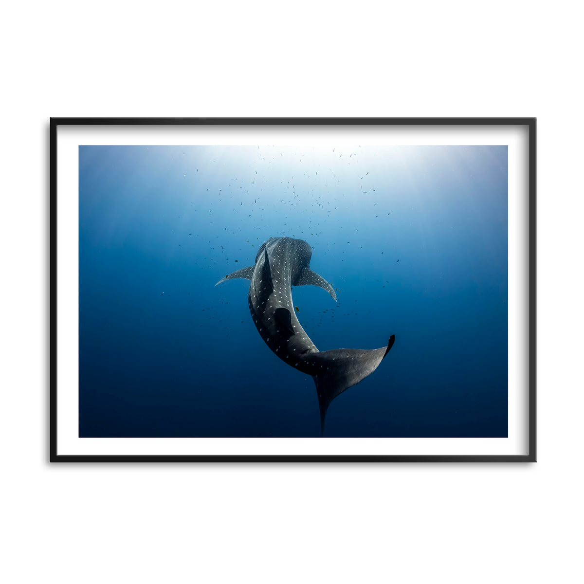 Styled preview in a black frame: Towards the light — whale shark swimming towards sunlight.