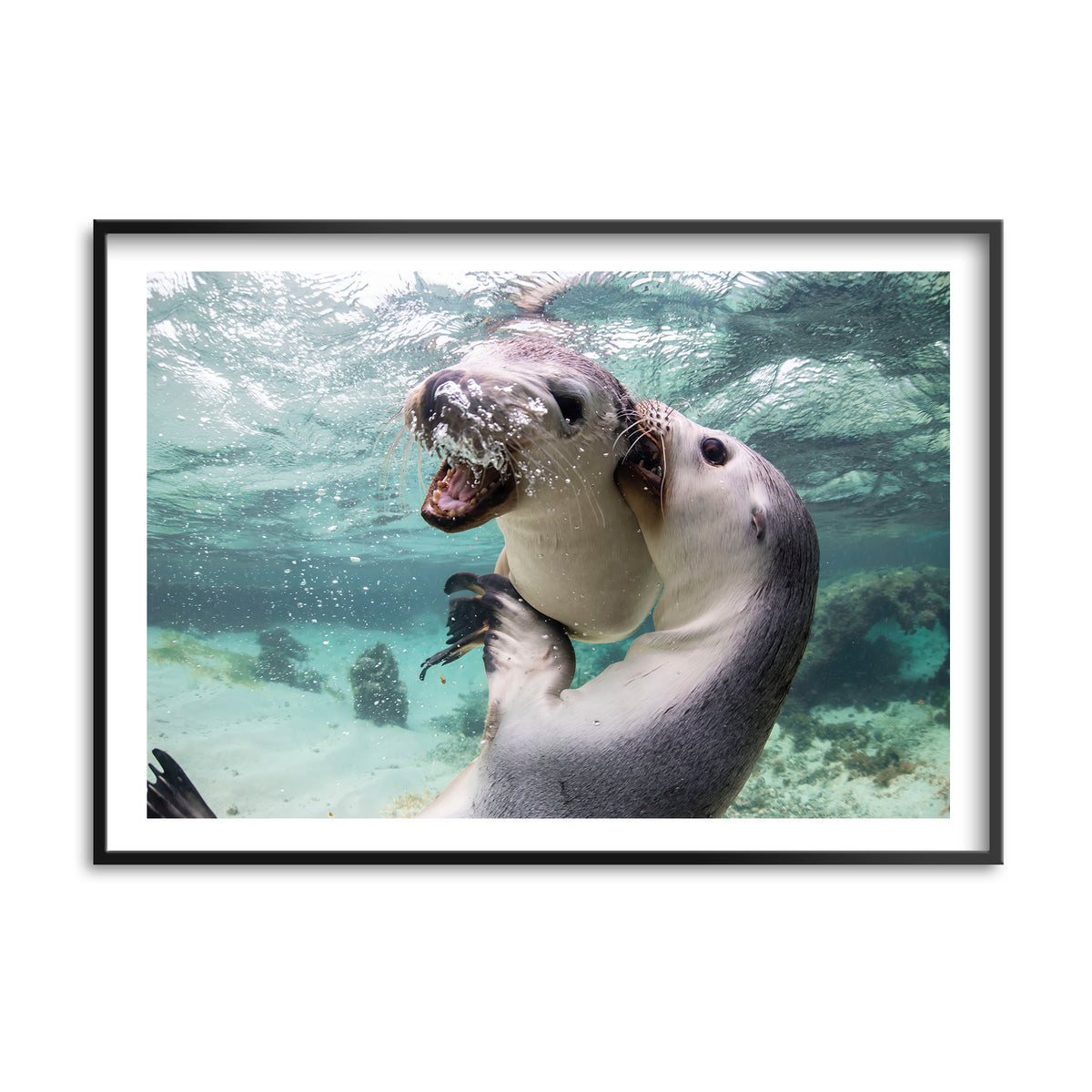 Styled preview in a black frame: Sibling love — two sea lion pups interacting underwater.