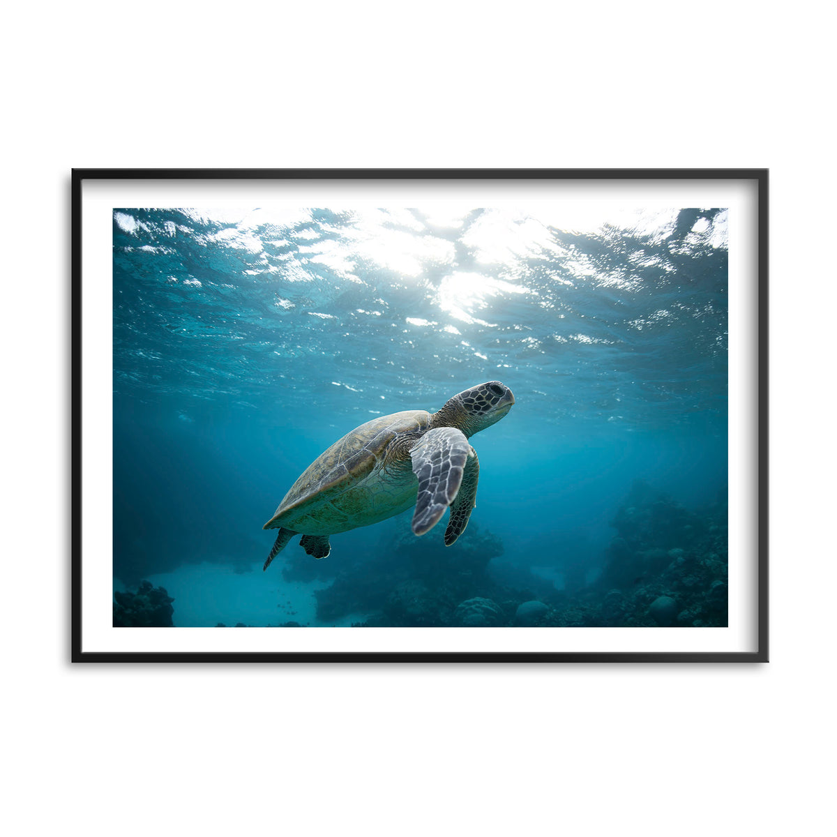 Styled preview in a black frame: Turtle Garden — turtle swimming beneath the sunlit ocean surface.