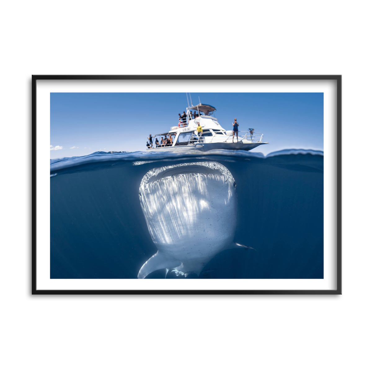 Styled preview in a black frame: We're gonna need a bigger boat — split-level view of a whale shark beneath a boat.