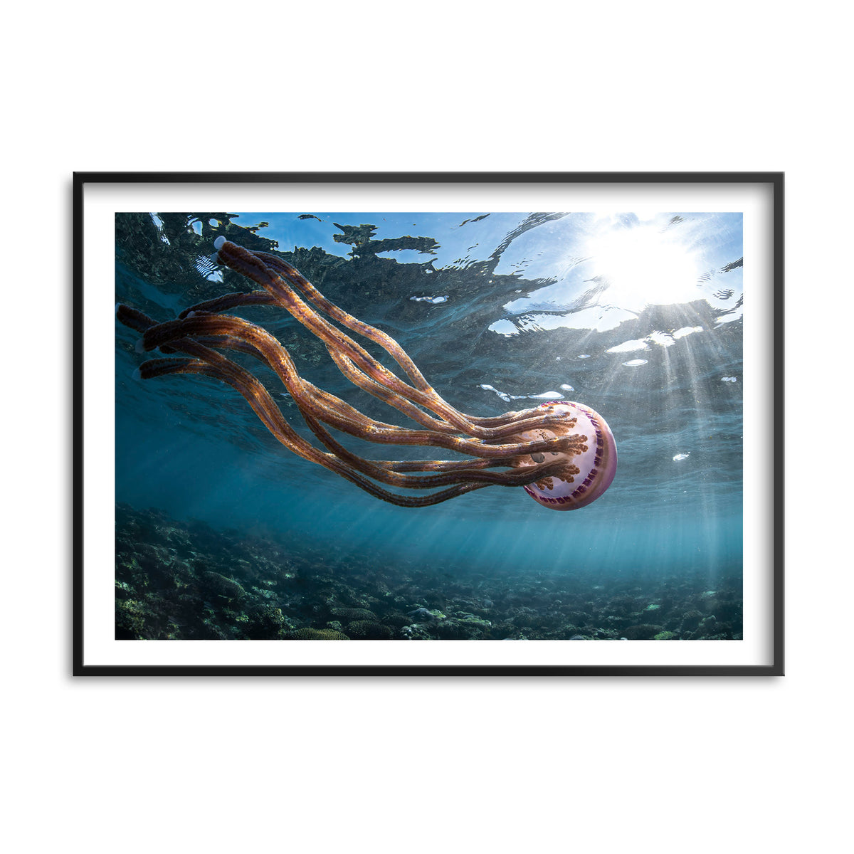 Styled preview in a black frame: Jellyfish magic — jellyfish near the sunlit ocean surface.