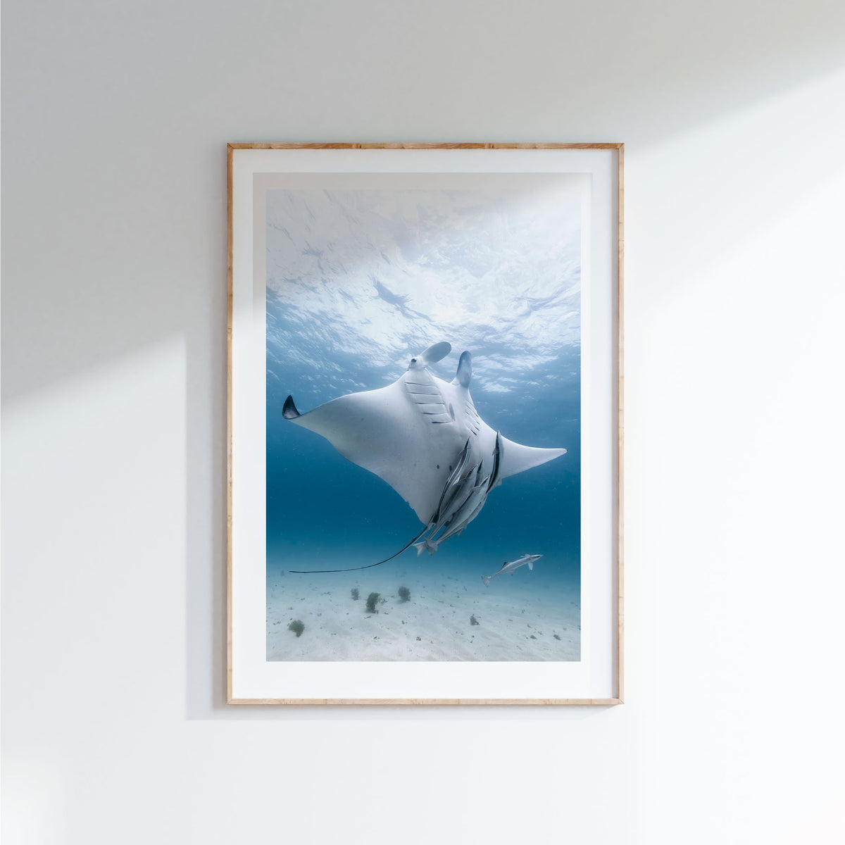 Styled preview in a wood frame on a wall: Angel — manta ray viewed from below with accompanying fish.