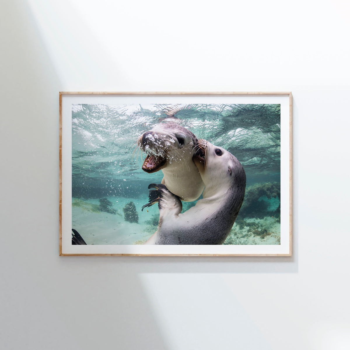 Styled preview in a wood frame on a wall: Sibling love — two sea lion pups interacting underwater.