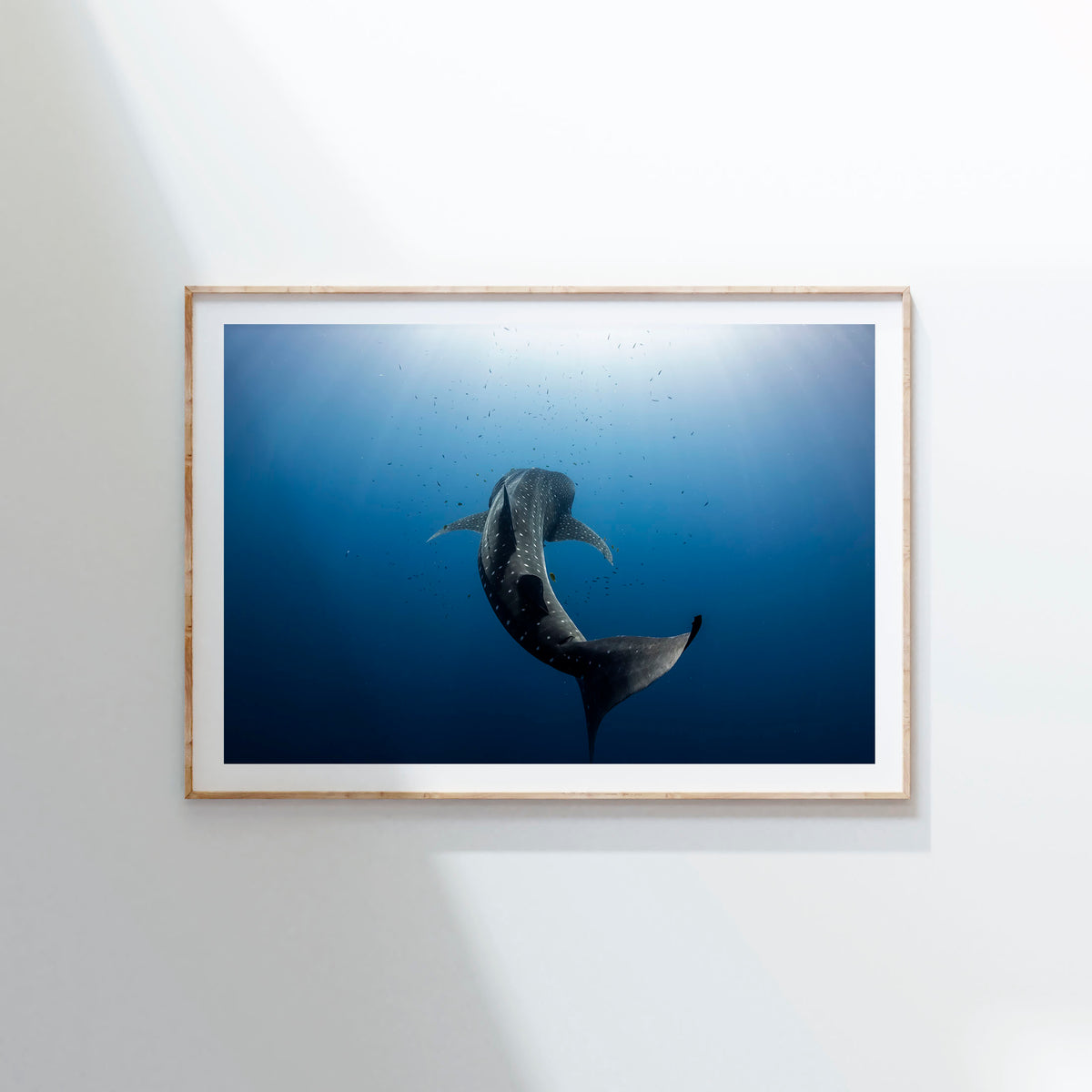 Styled preview in a wood frame on a wall: Towards the light — whale shark swimming towards sunlight.