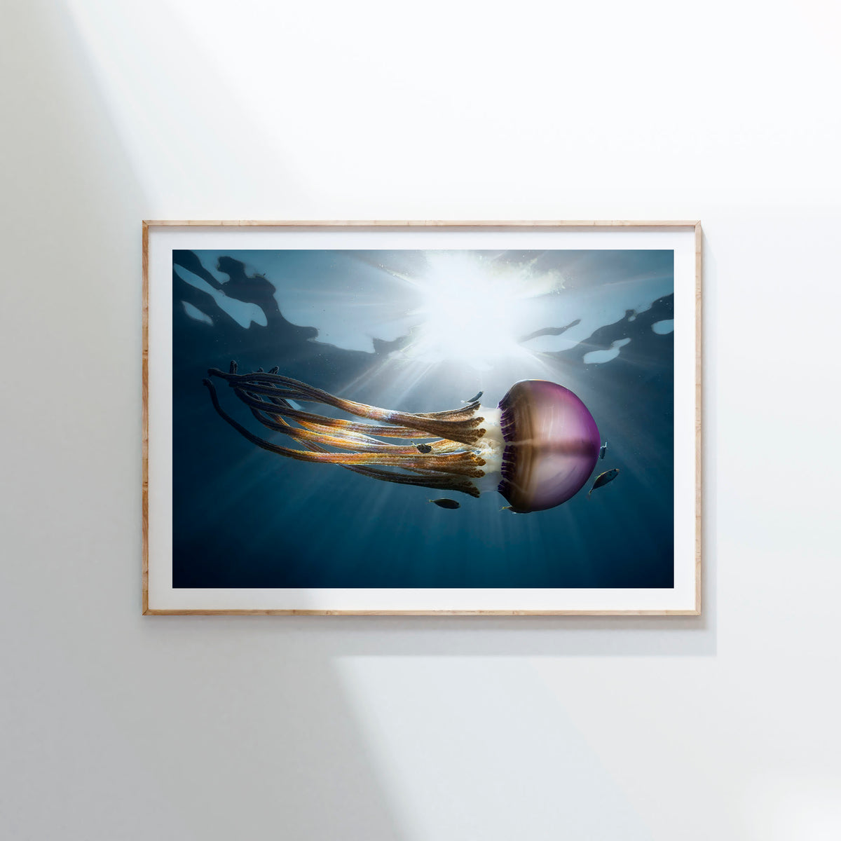 Styled preview in a wood frame on a wall: Rasta Jelly III — jellyfish with long trailing tentacles.