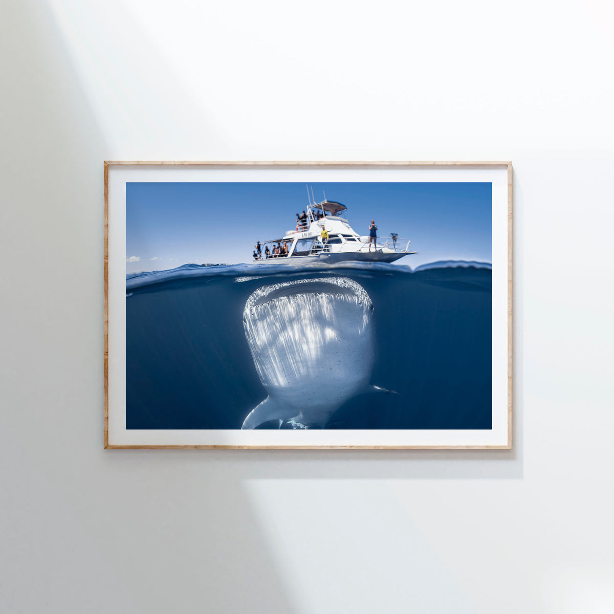 Styled preview in a wood frame on a wall: We're gonna need a bigger boat — split-level view of a whale shark beneath a boat.