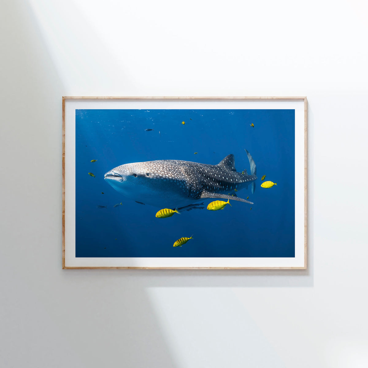 Styled preview in a wood frame on a wall: Big fish little fish — whale shark accompanied by small yellow fish.