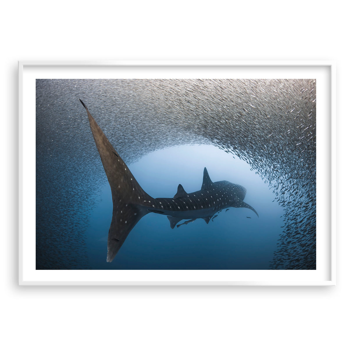 Styled preview in a white frame: Light at the end of the tunnel — whale shark passing through a dense school of fish.